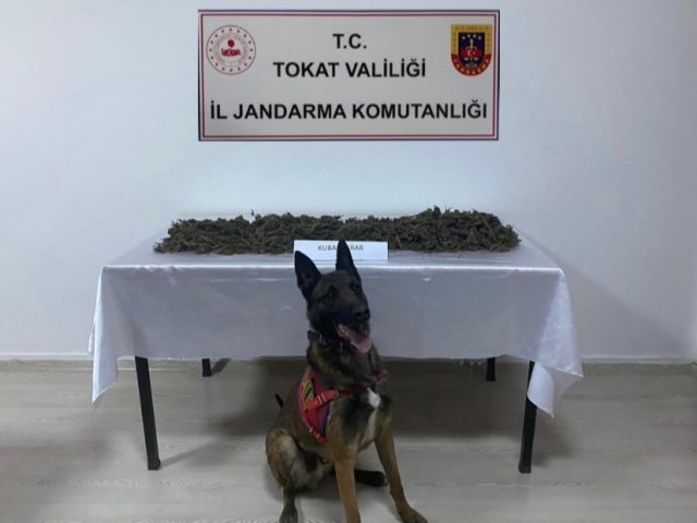 Tokat İl jandarma Ekipleri Niksarda Arama Köpeği Ateşin Marifetiyle Uyuşturucu Madde Kaçakçılarını Yakaladı