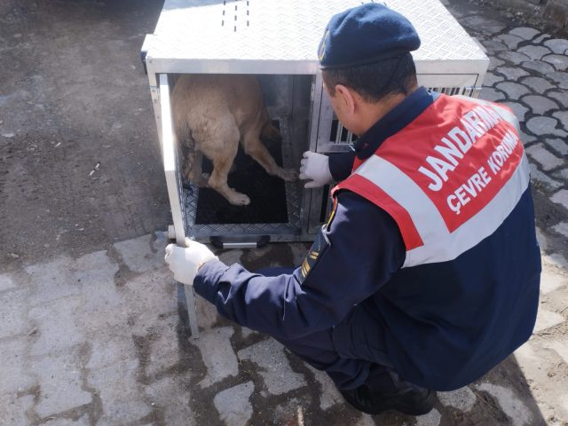 Tokat Jandarma Ekipleri Soguk Havada Aç Kalan Hayvanları Doğaya Yiyecek Bırakarak Besledi