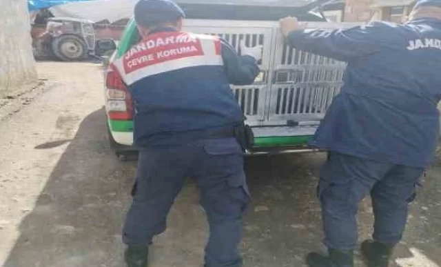 Tokat’ta yaralı yavru köpek tedavi altına alındı