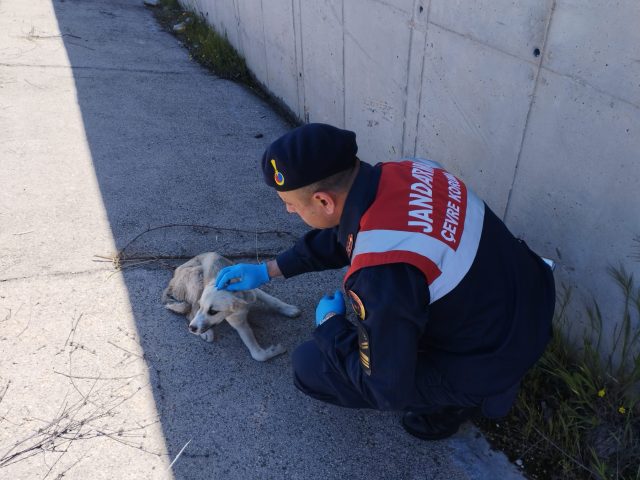 Jandarma Ekiplerinden Yaralı Köpeğe Yardım