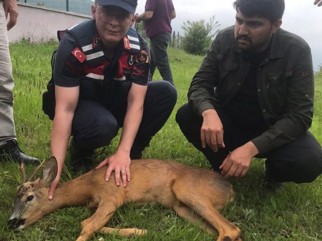 Tokat İl jandarma Erbaada Yaralı Karacaya Müdahale Etti