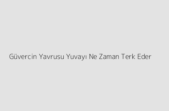 Guvercin Yavrusu Yuvayi Ne Zaman Terk Eder.pngtextGuvercin Yavrusu Yuvayi Ne Zaman Terk Eder