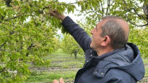 TOKAT’TA TARIMSAL DEPREM!!! TOKAT’TA VE TÜRKİYE GENELİNDE ETKİLİ OLAN DON FELAKETİ, MEYVECİLİĞİ VURDU!