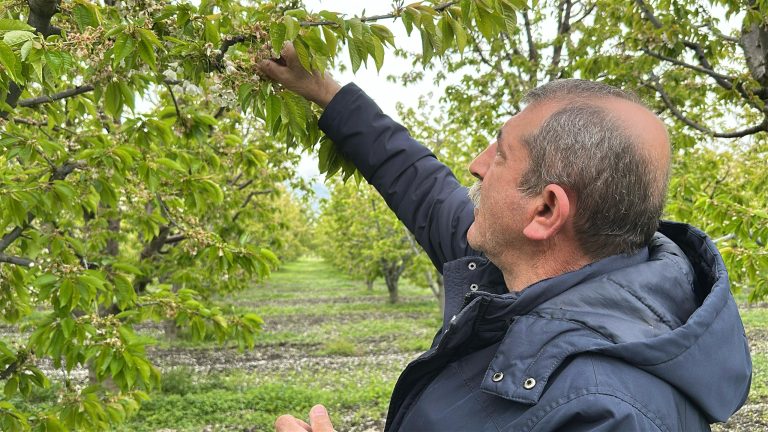 TOKAT’TA TARIMSAL DEPREM!!! TOKAT’TA VE TÜRKİYE GENELİNDE ETKİLİ OLAN DON FELAKETİ, MEYVECİLİĞİ VURDU!