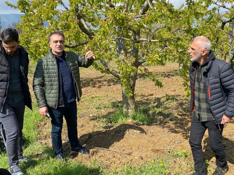 Meyve Ağaçlarında Aşı ve Budama Eğitiminin İkinci ve Üçüncü Etapları Tamamlandı