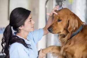 Kadıköy Veteriner Hizmeti Arayanlara Altın Değerinde Tavsiyeler