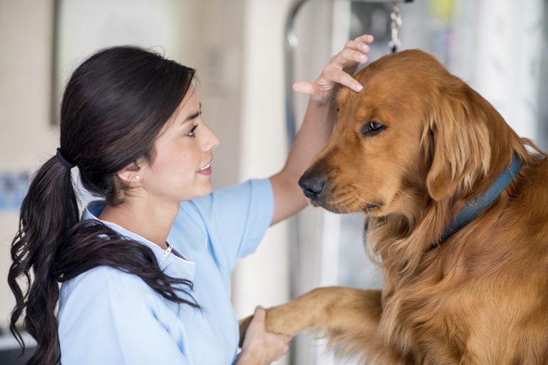 Kadıköy Veteriner Hizmeti Arayanlara Altın Değerinde Tavsiyeler