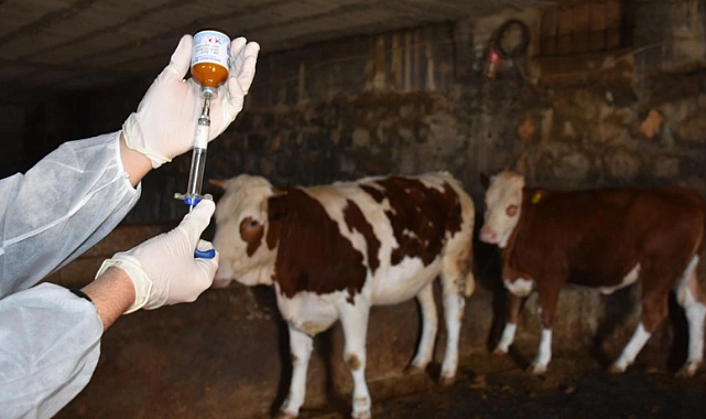 Şap Salgını Nedeniyle Hayvan Ölümleri Artıyor mu? Ardahan’da Çözüm İçin Acil Çağrı!