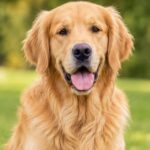 Evde Beslemek İçin En Uygun 10 Köpek Cinsi