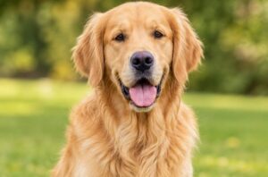 Evde Beslemek İçin En Uygun 10 Köpek Cinsi