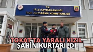 Tokat’ta Yaralı Kızıl Şahin Kurtarıldı